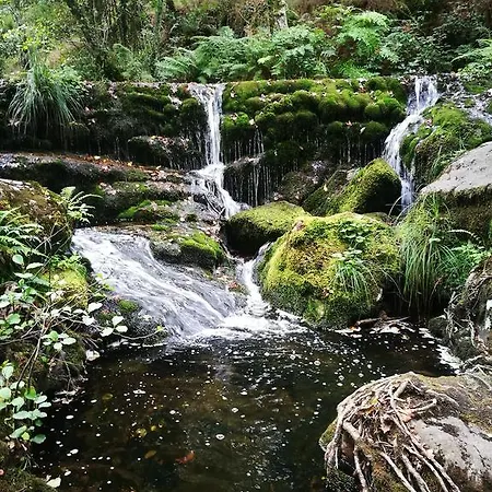 Celta Galaico Viveiro